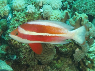 Pseudanthias Taeniatus